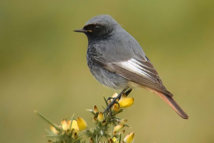 Black Redstart
