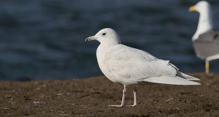 Iceland Gull