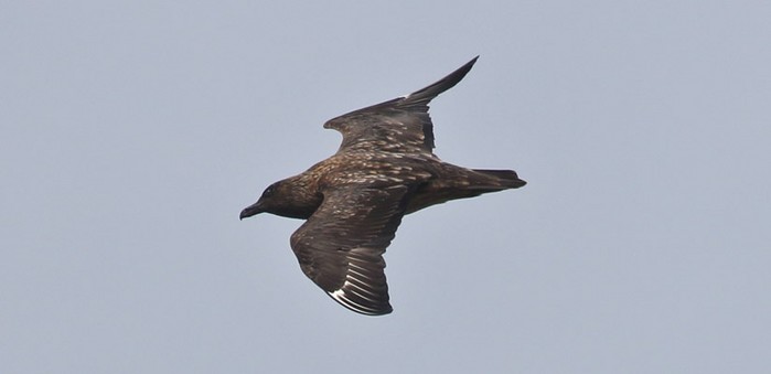 Great Skua