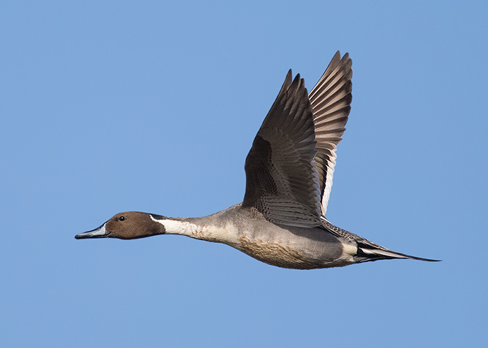 Pintail
