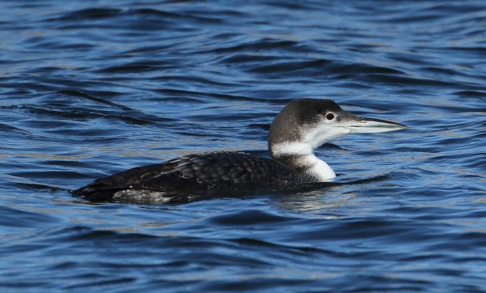 Great Northern Diver