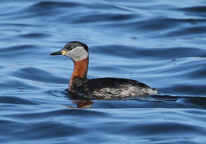 Red-necked Grebe