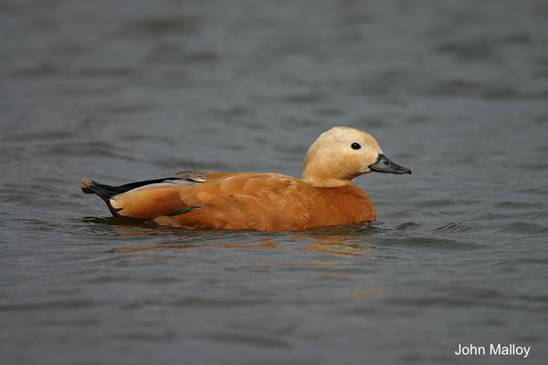 Ruddy Shelduck