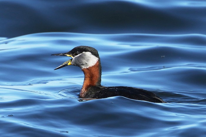 Red-necked Grebe