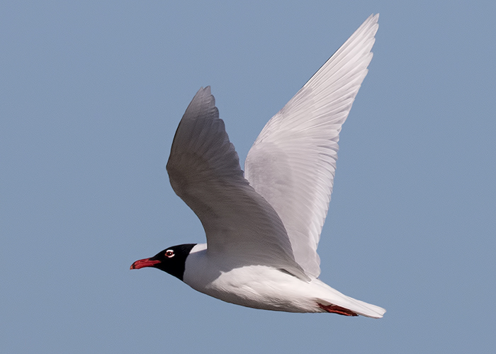 Mediterranean Gull