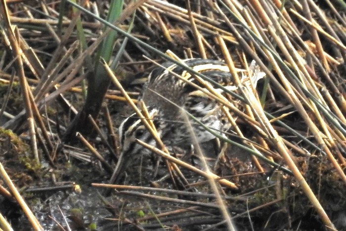Jack Snipe