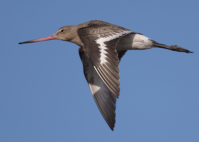 Black-tailed Godwit
