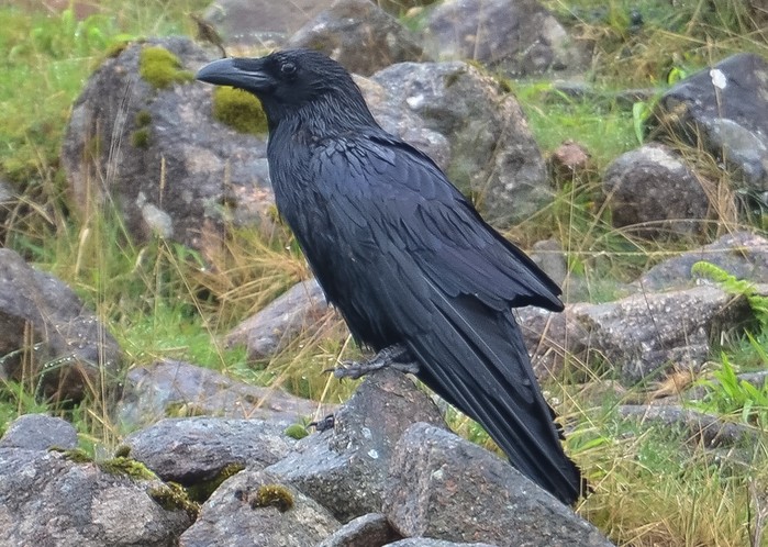 Raven