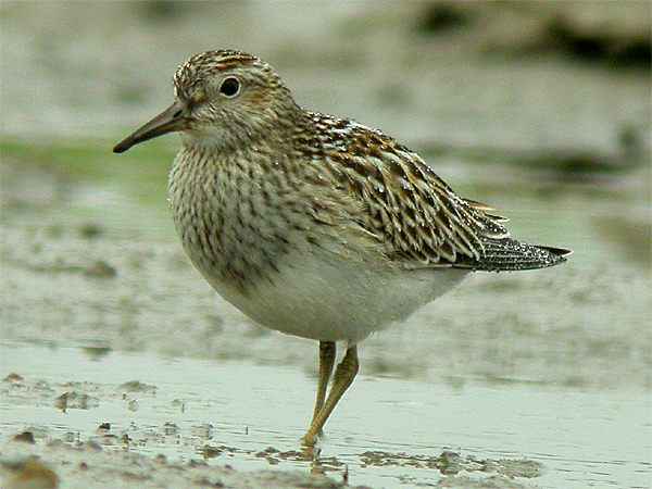 Pectoral Sandpiper