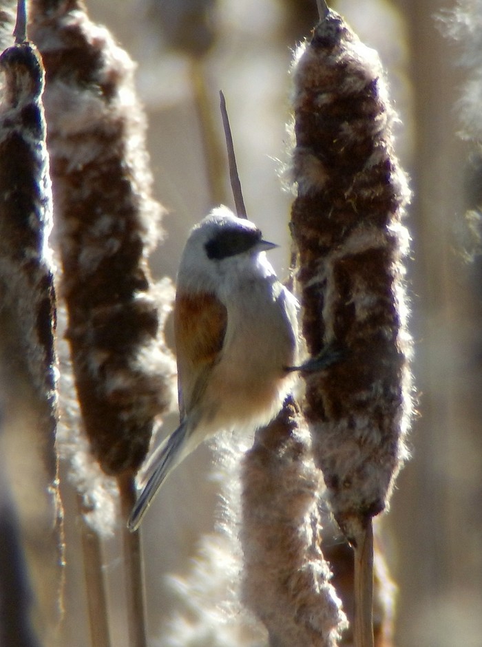 Penduline Tit