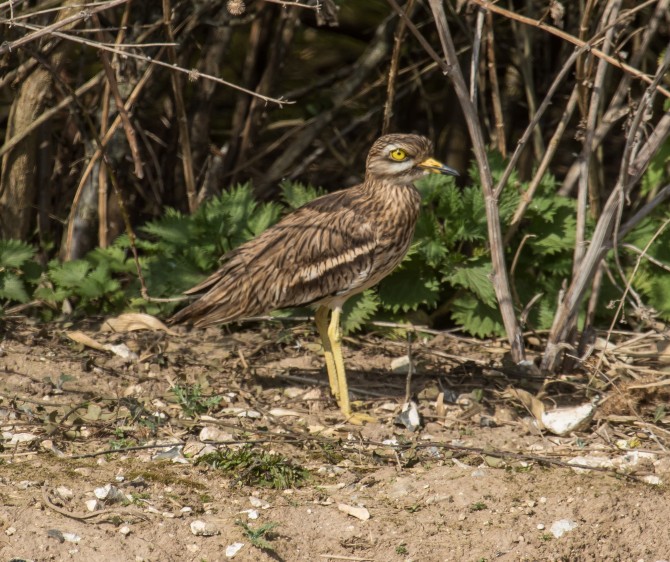 Stone Curlew