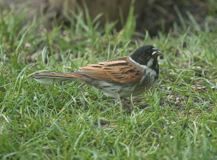 Reed Bunting