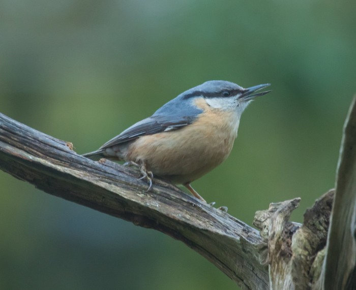 Nuthatch