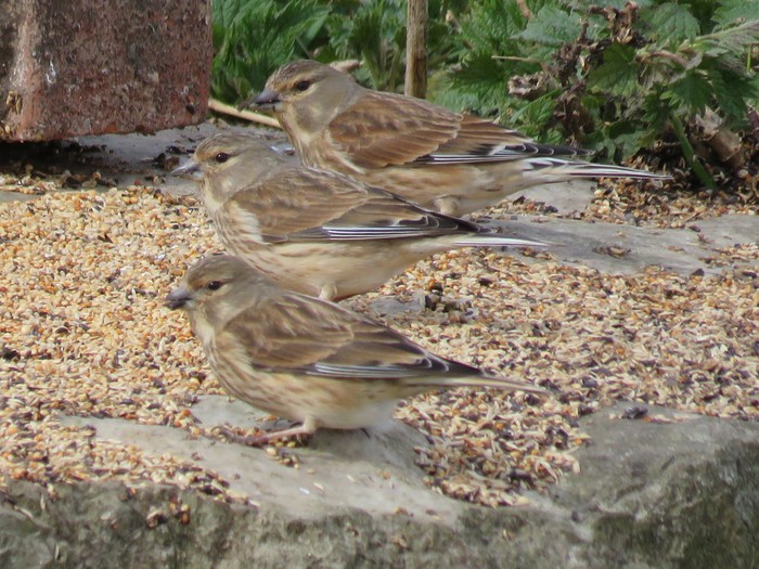 Linnet
