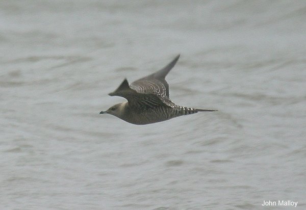 Long-tailed Skua
