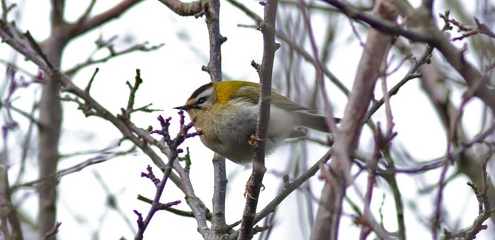Firecrest