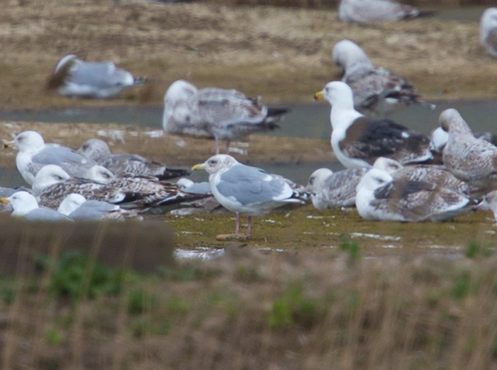 Thayer's Gull