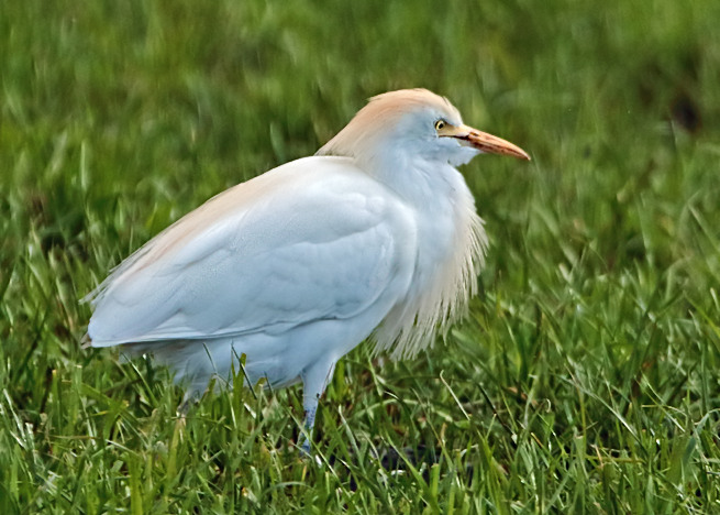 Cattle Egret