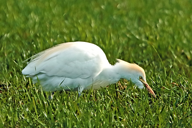 Cattle Egret