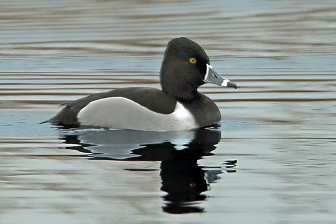 Ring-necked Duck