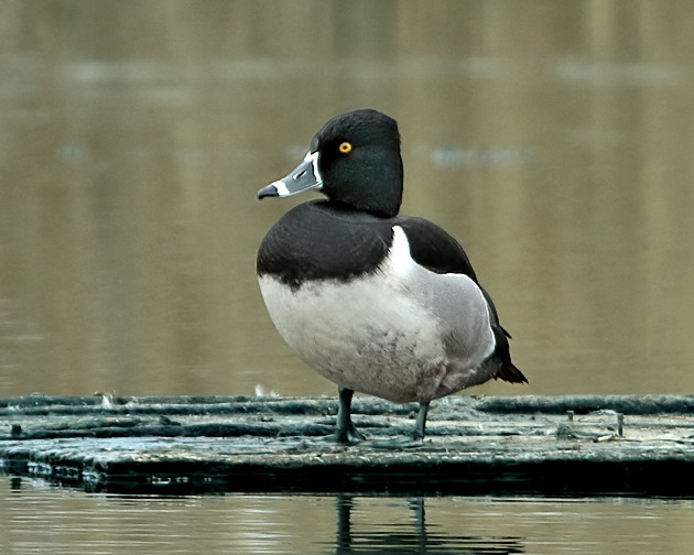Ring-necked Duck