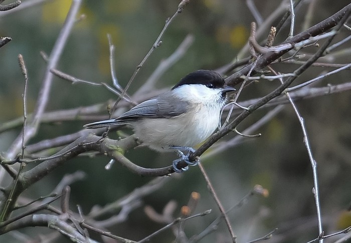 Willow Tit