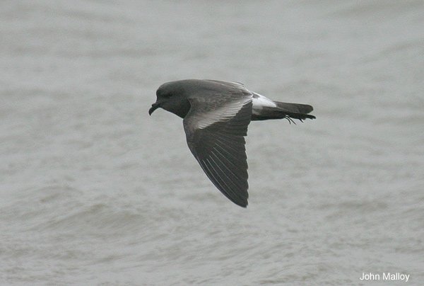 Leach's Petrel