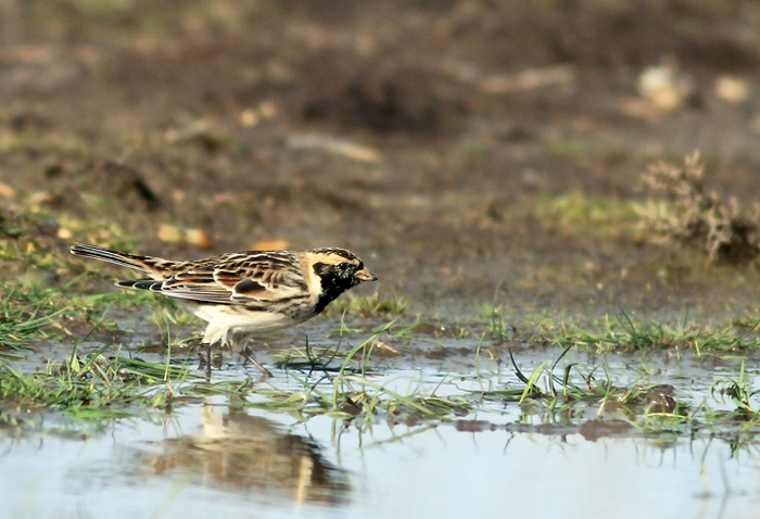Lapland Bunting