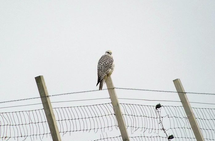 Gyr