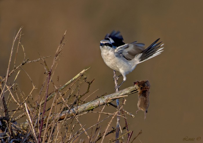 Great Grey Shrike