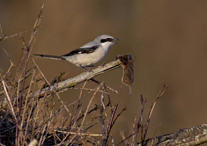 Great Grey Shrike