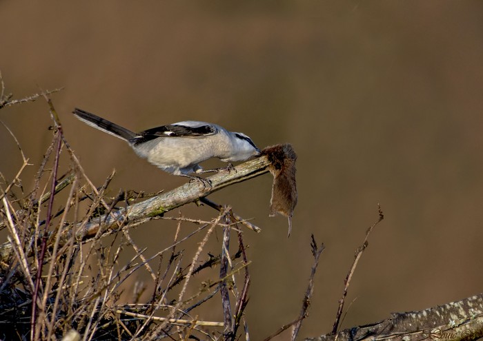 Great Grey Shrike