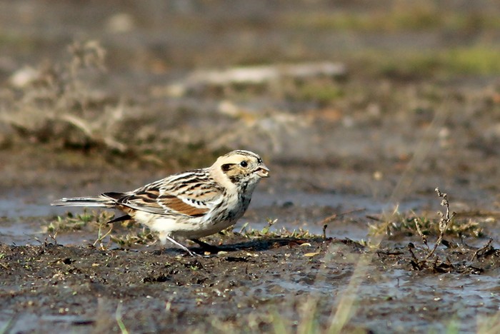 Lapland Bunting