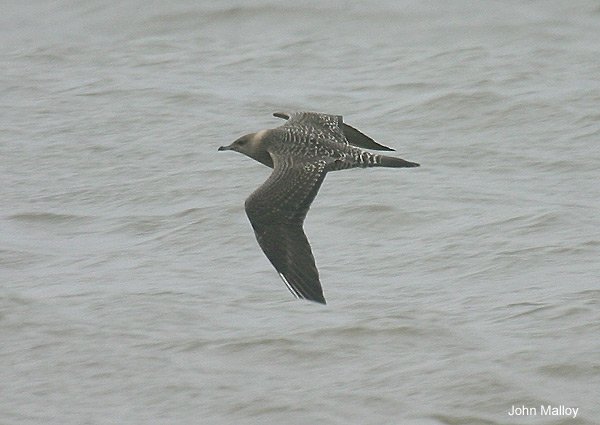 Long-tailed Skua