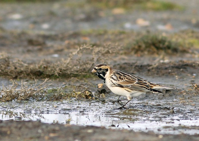 Lapland Bunting