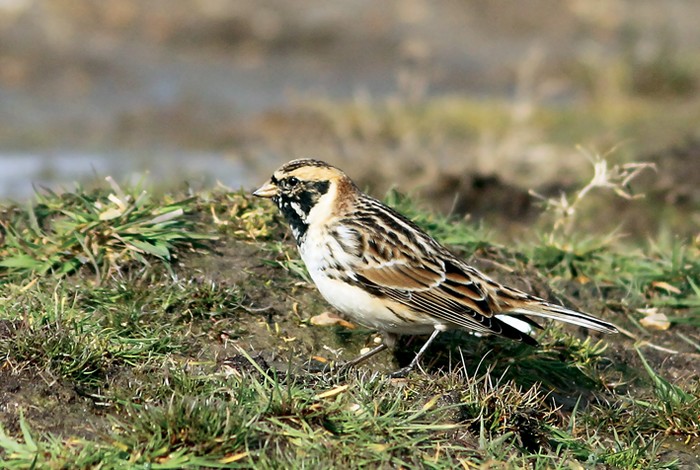 Lapland Bunting