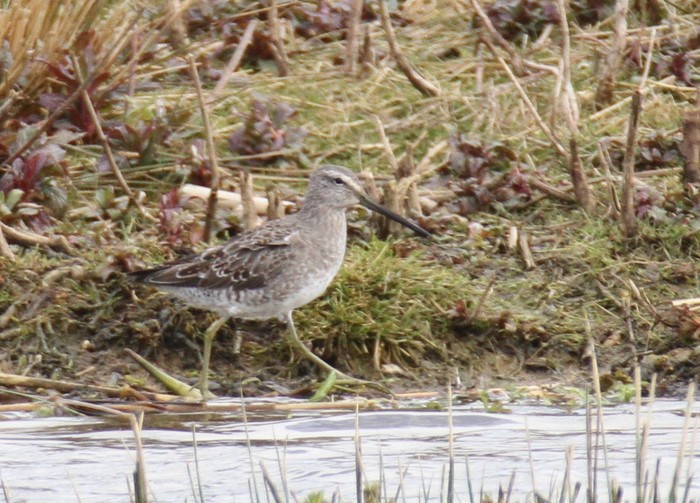 Long-billed Dowitcher