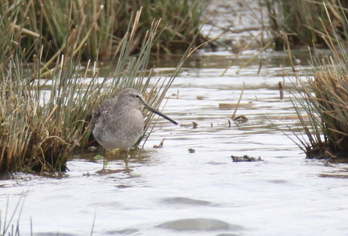 Long-billed Dowitcher