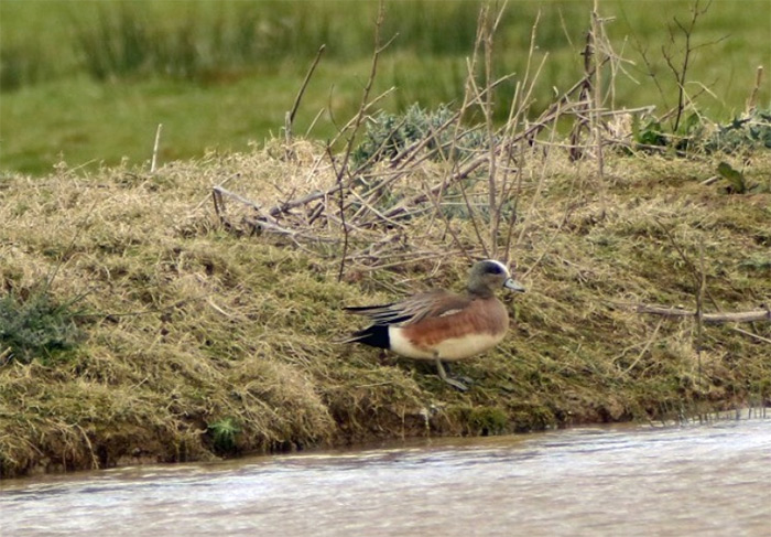 American Wigeon