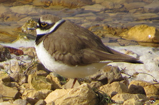 Little Ringed Plover