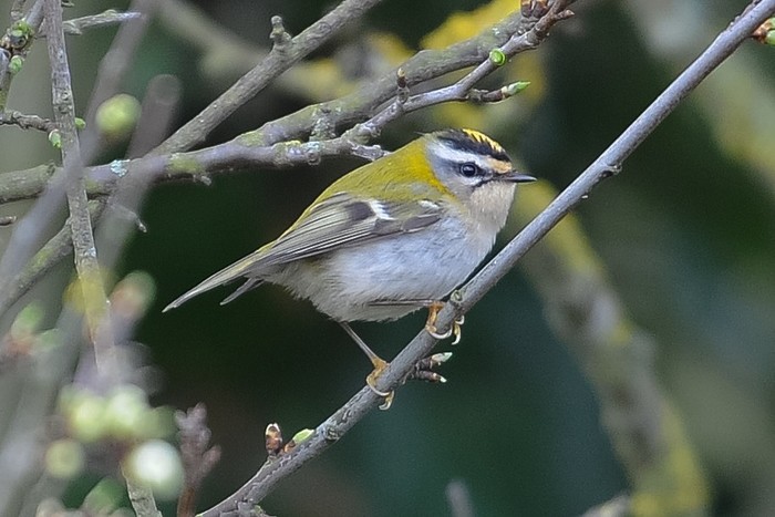 Firecrest