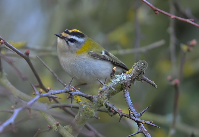 Firecrest