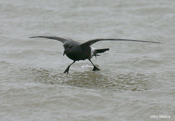 Leach's Petrel