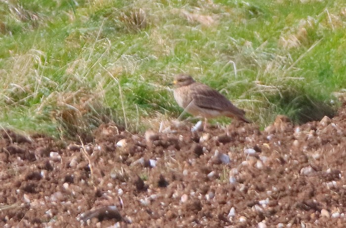 Stone Curlew
