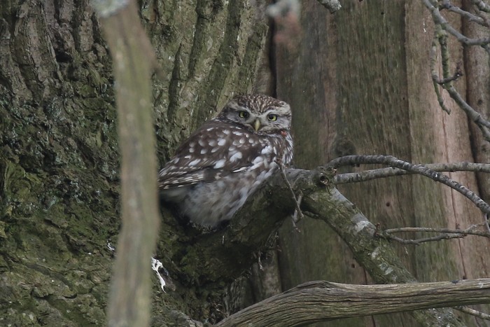 Little Owl 