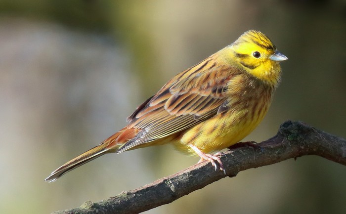 Yellowhammer