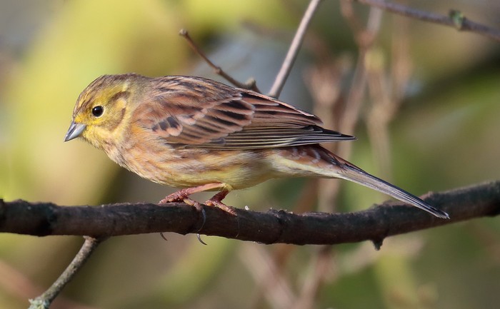 Yellowhammer