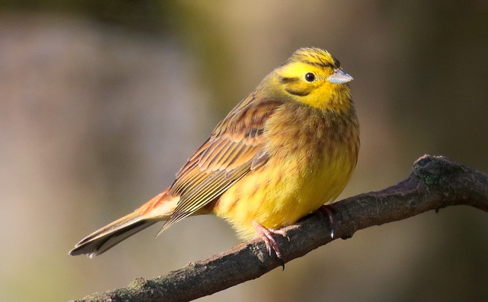 Yellowhammer