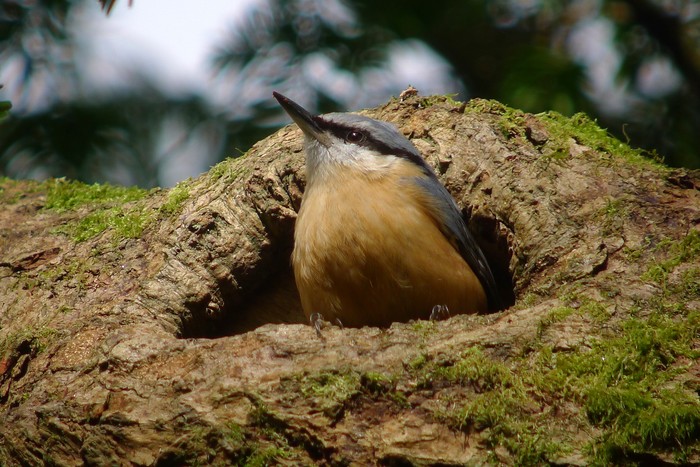 Nuthatch