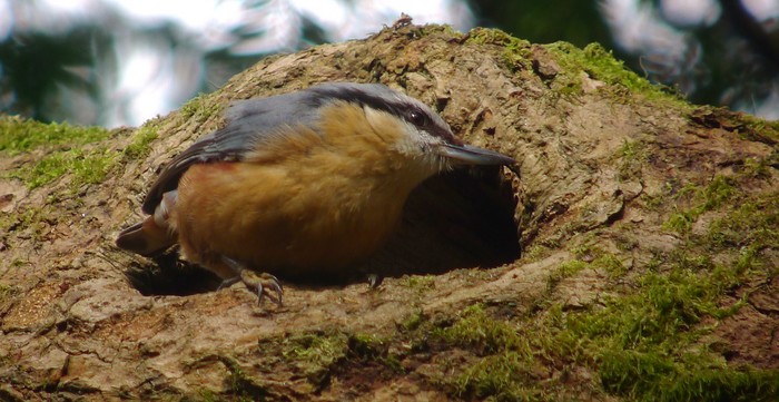 Nuthatch